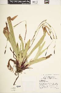 Carex plantaginea image