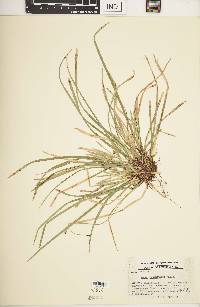 Carex pedunculata image