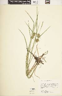 Carex louisianica image