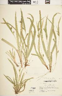 Carex laxiculmis image