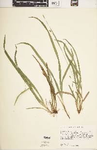 Carex laxiculmis image