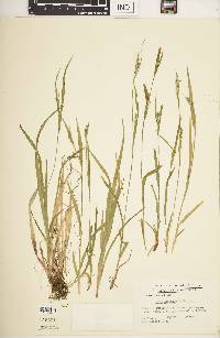 Carex leptonervia image