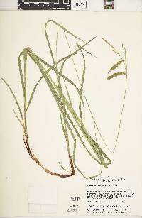 Carex mitchelliana image