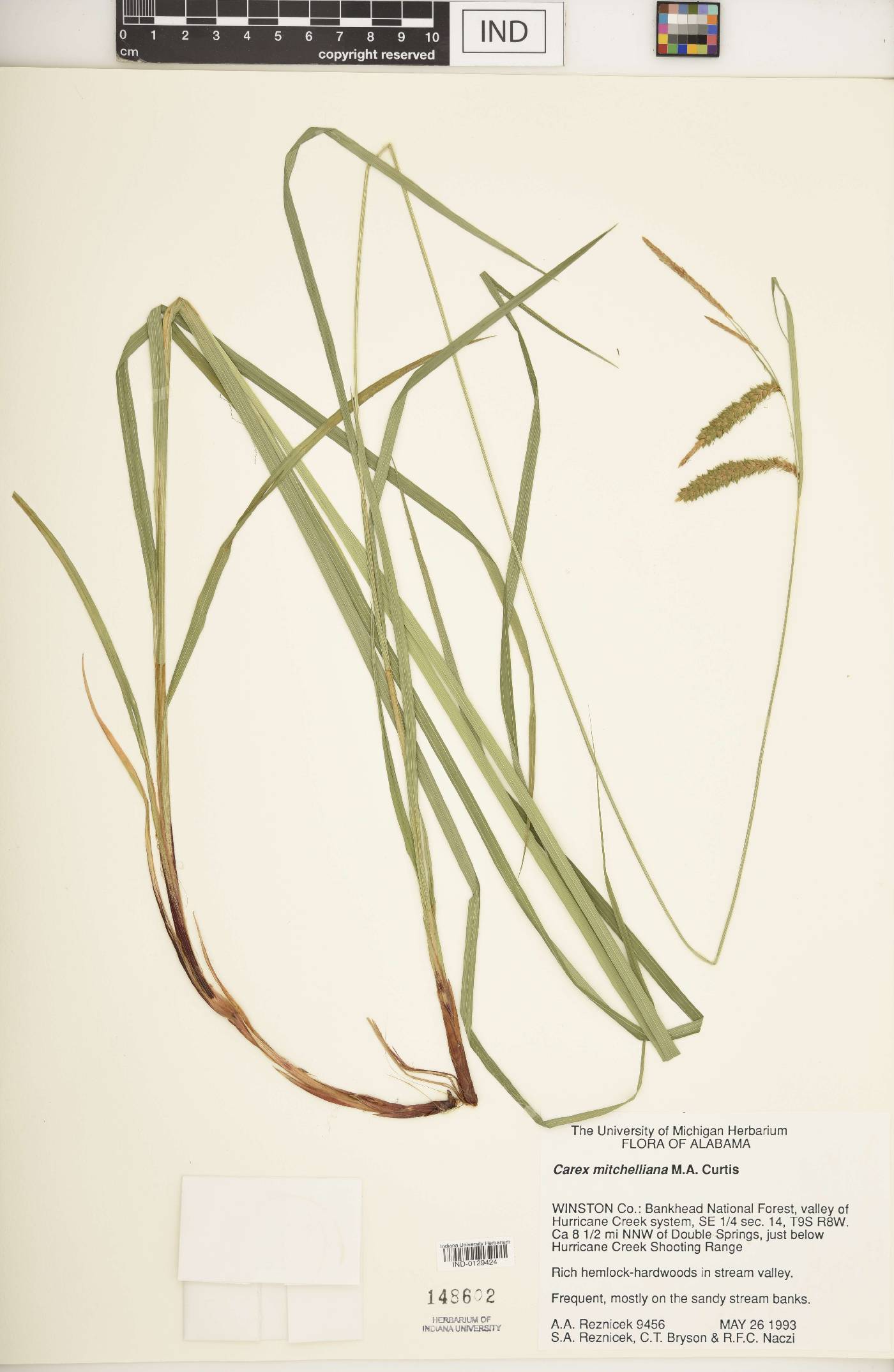 Carex mitchelliana image