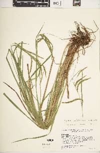 Carex mitchelliana image