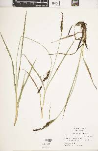 Carex nebrascensis image