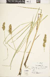 Carex oklahomensis image