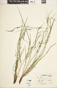 Carex oligocarpa image