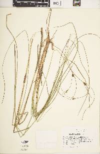 Carex oligosperma image