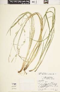 Carex styloflexa image