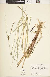 Carex striata image