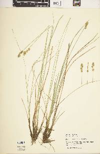 Carex sterilis image