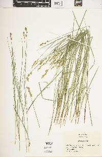 Carex sterilis image