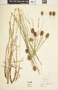 Carex squarrosa image