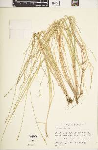 Carex seorsa image