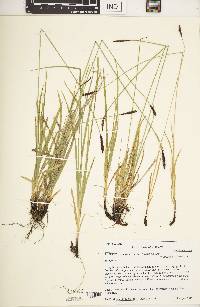 Carex scirpoidea image