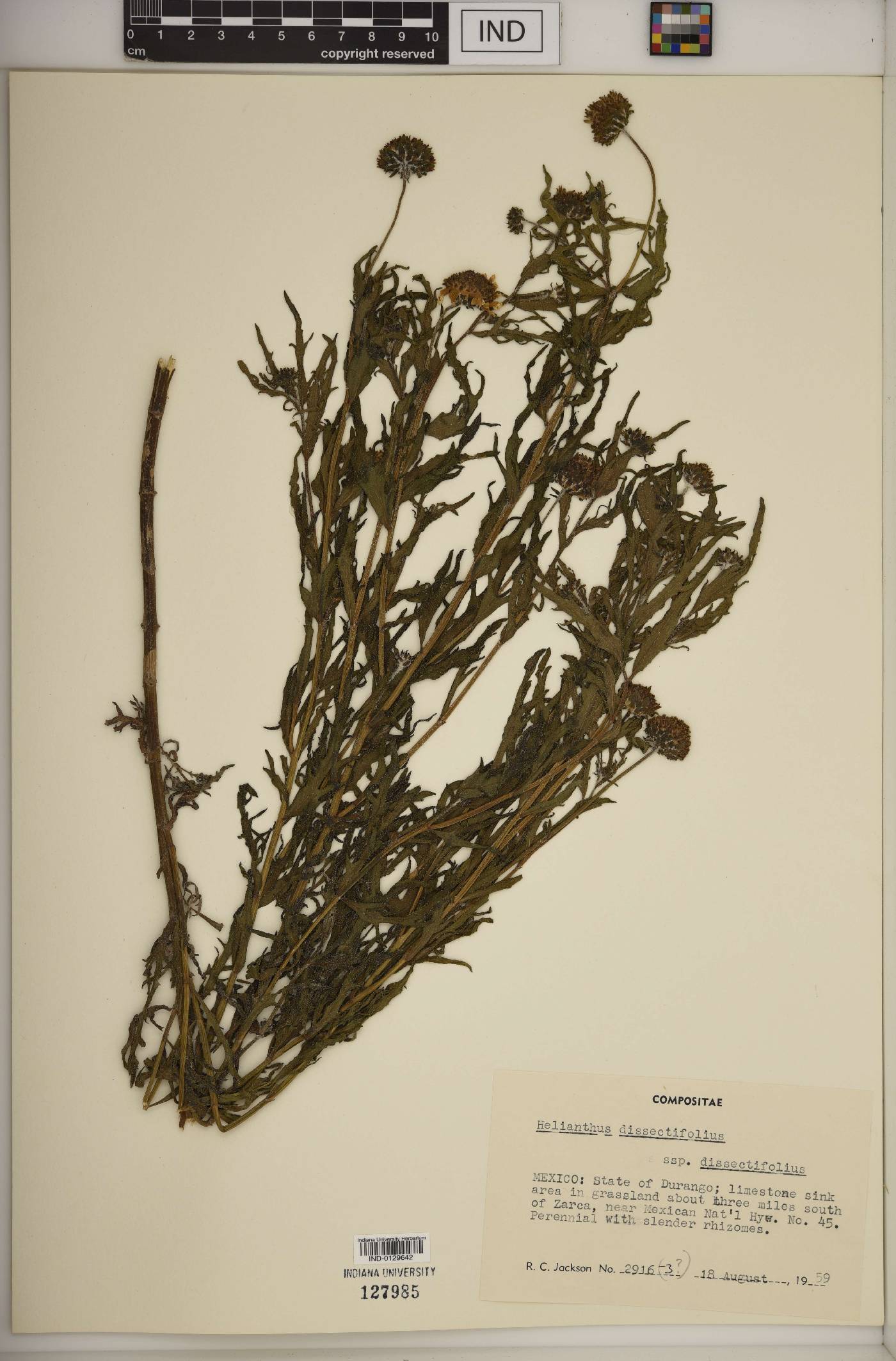 Helianthus dissectifolius image