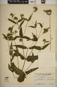 Helianthus divaricatus image