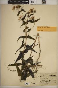 Helianthus divaricatus image
