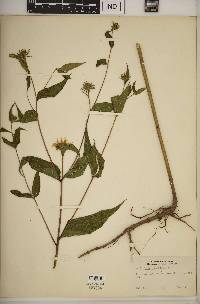 Helianthus divaricatus image