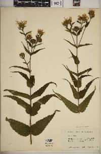 Helianthus divaricatus image