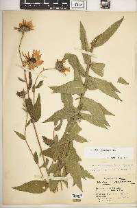 Helianthus × doronicoides image