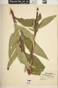 Helianthus × doronicoides image