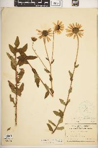 Helianthus floridanus image