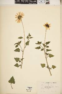 Helianthus debilis image