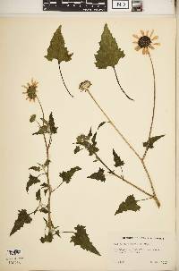 Helianthus debilis image