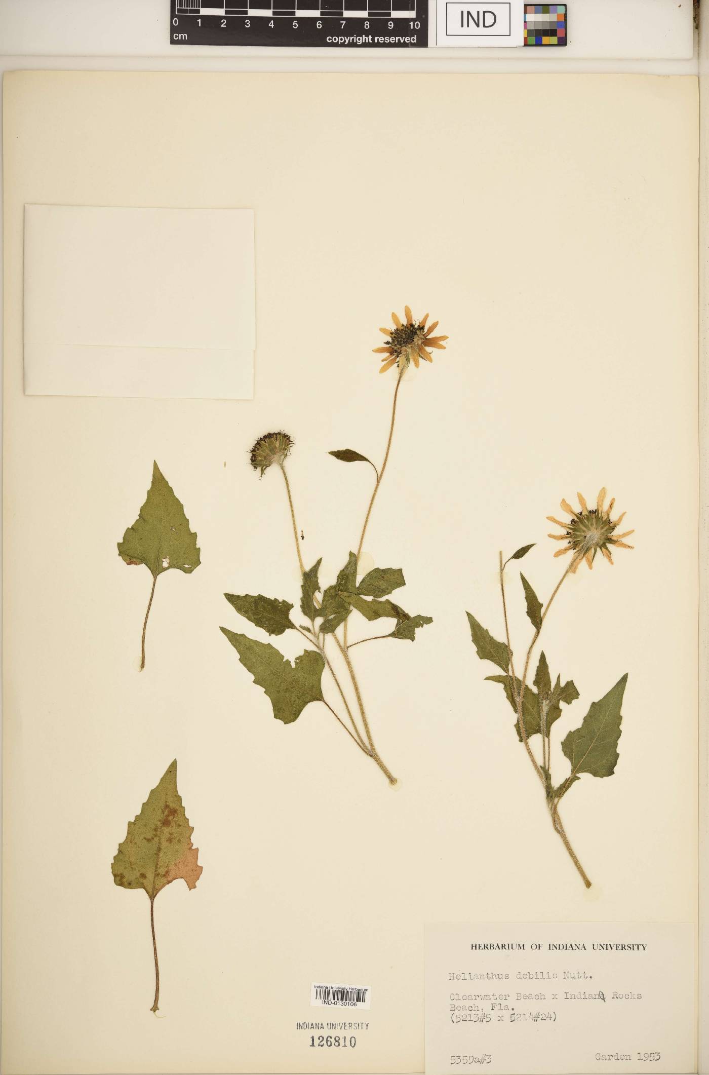 Helianthus debilis image