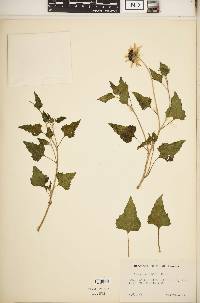 Helianthus debilis image