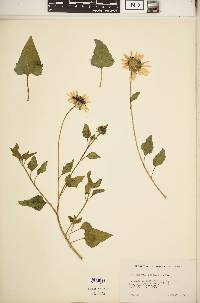 Helianthus debilis image