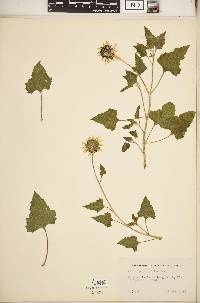 Helianthus debilis image