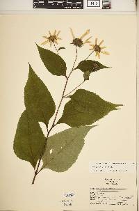 Helianthus decapetalus image