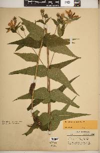 Helianthus divaricatus image