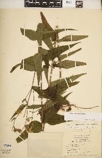 Helianthus × glaucus image