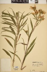 Image of Helianthus × kellermanii