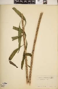 Helianthus × kellermanii image