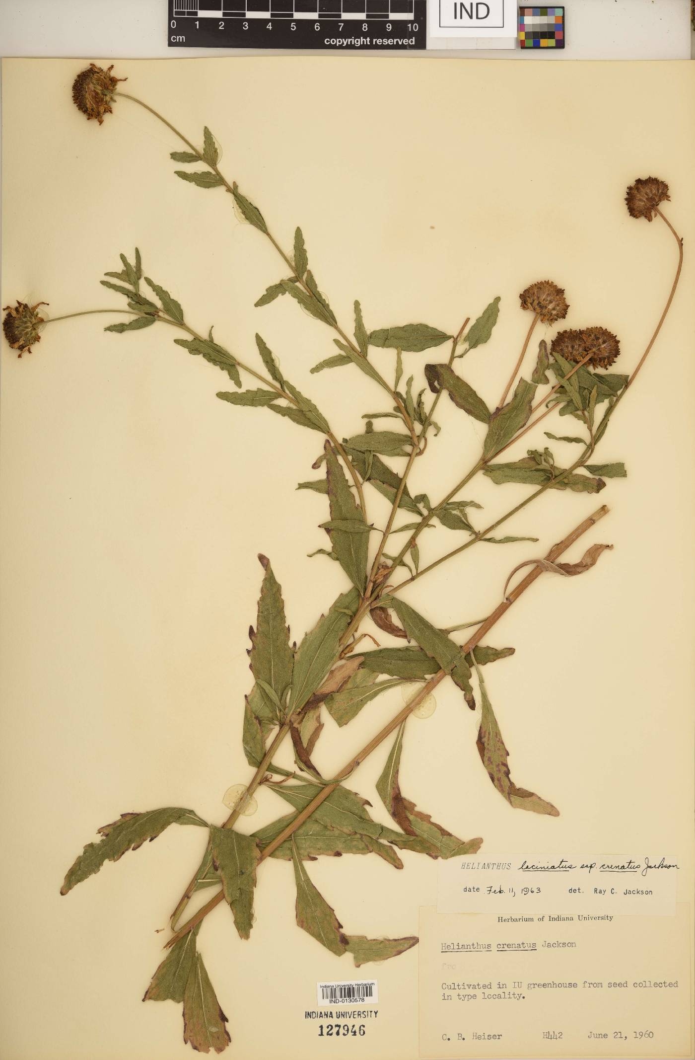 Helianthus laciniatus subsp. crenatus image