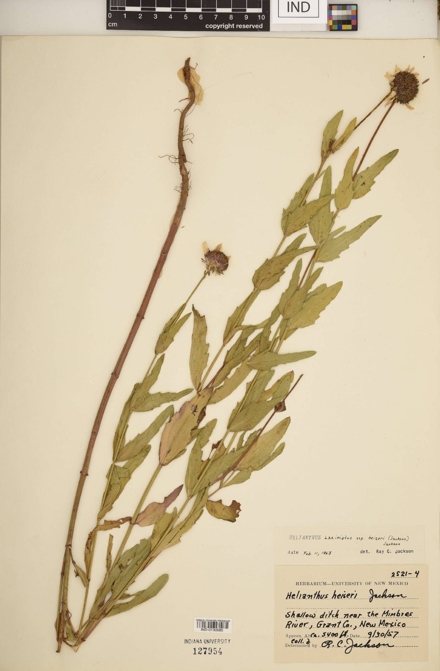 Helianthus laciniatus subsp. heiseri image