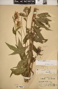 Helianthus × luxurians image