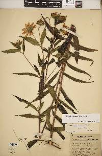 Helianthus × luxurians image