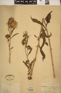 Helianthus maximiliani image