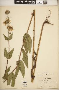 Helianthus mollis image