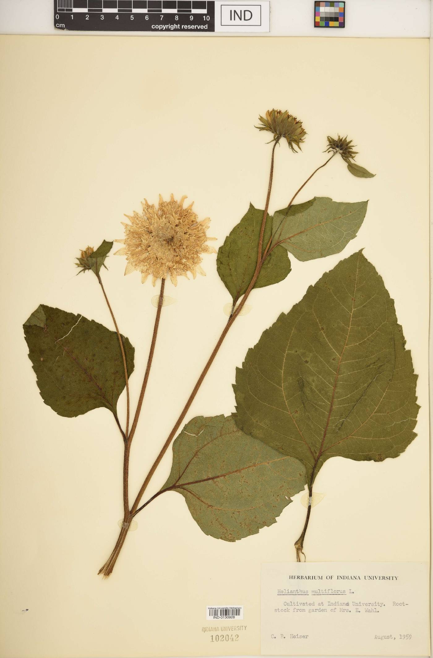 Helianthus × multiflorus image