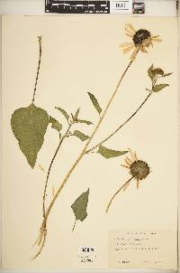 Helianthus petiolaris image