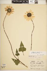 Helianthus praecox image