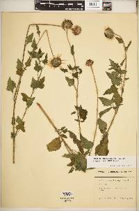 Helianthus praecox subsp. runyonii image