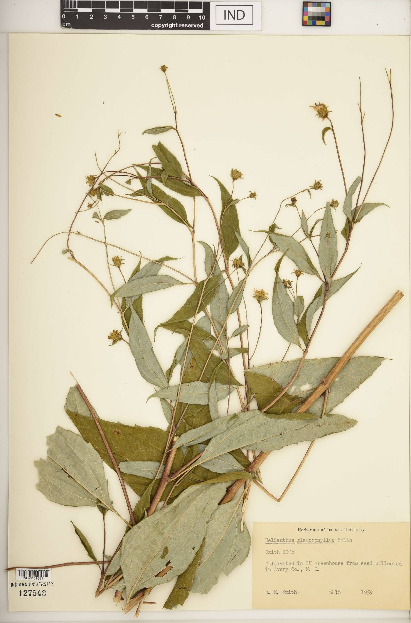 Helianthus glaucophyllus image